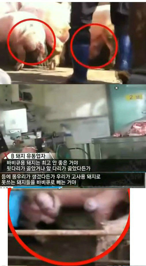 통돼지 이미지