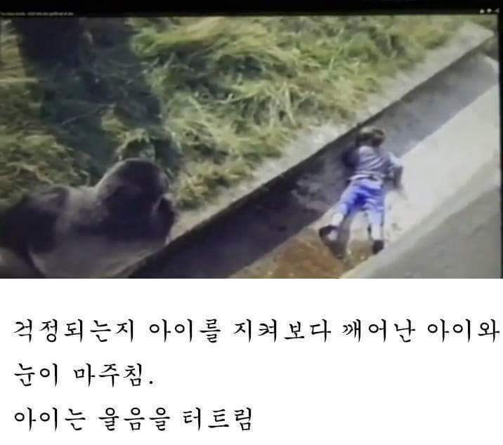 고릴라 우리에 떨어진 아이.. 고릴라의 반응은? | 인스티즈