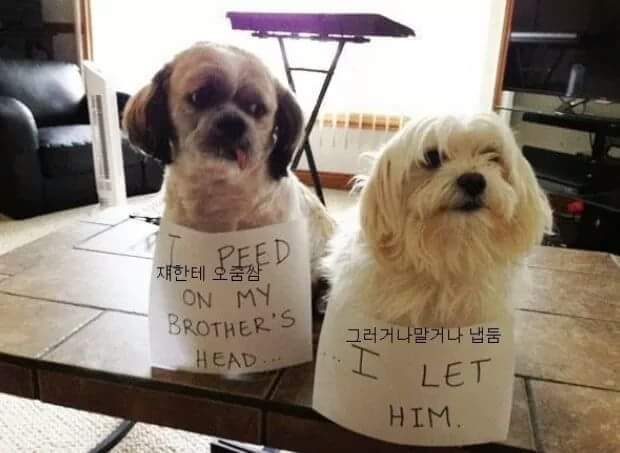 애완동물이 한 잘못들.jpg | 인스티즈