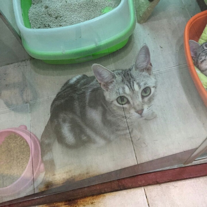 돼냥 짱귀 (본인주의) | 인스티즈