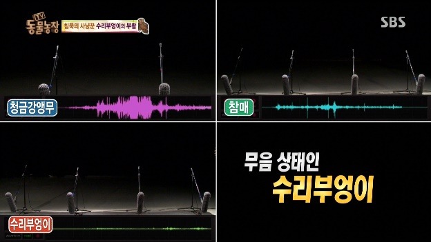 수리부엉이가 생태계 강자인 이유 | 인스티즈