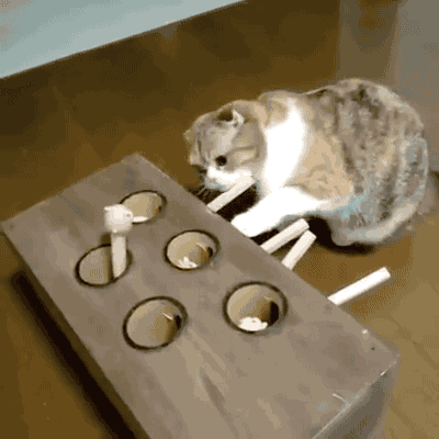 고양이 홧병 걸리게 만드는 장난감 | 인스티즈