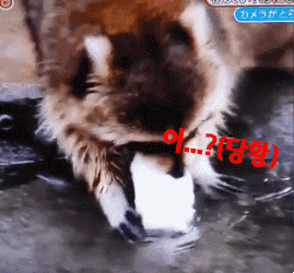솜사탕 씻어 먹는데 성공한 너구리ㅋㅋㅋㅋ | 인스티즈
