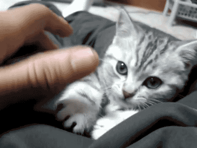 [데이터주의] 새끼 동물들 .GIF | 인스티즈