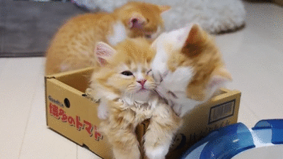 껴안고 난리남﻿﻿.gif | 인스티즈