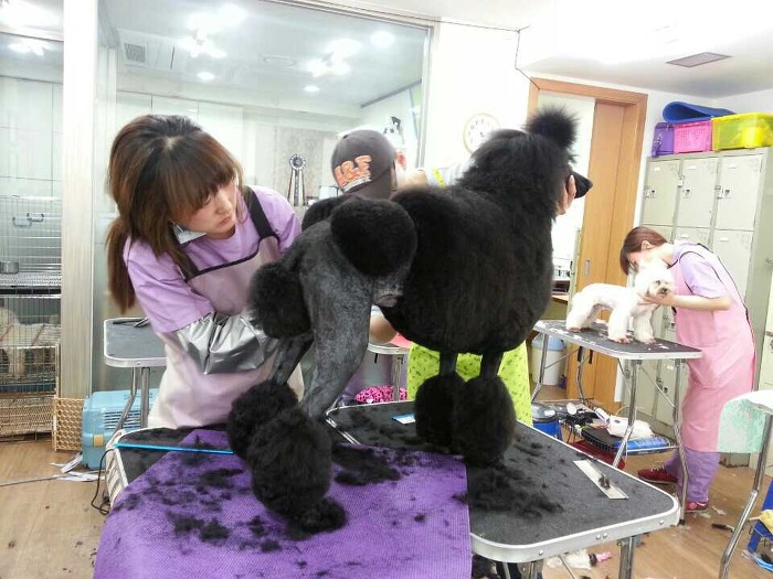 중앙애견미용학원 이미지