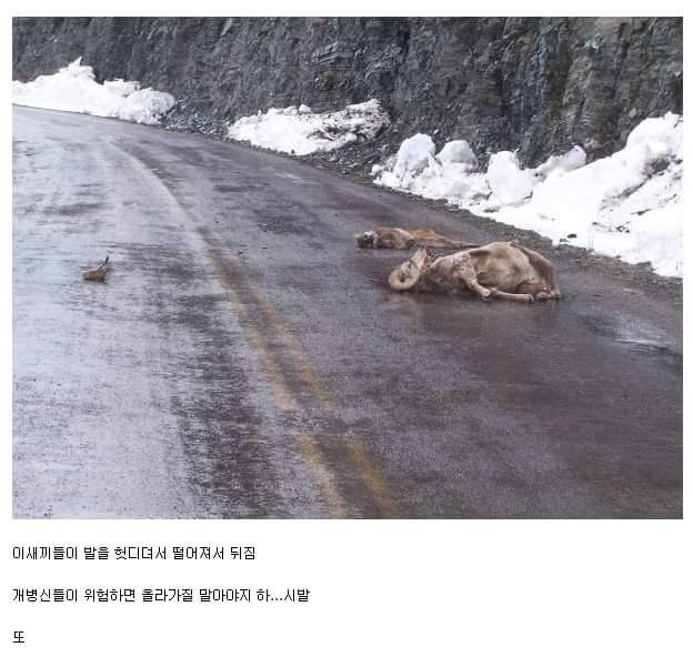 바보같은 동물.jpg | 인스티즈