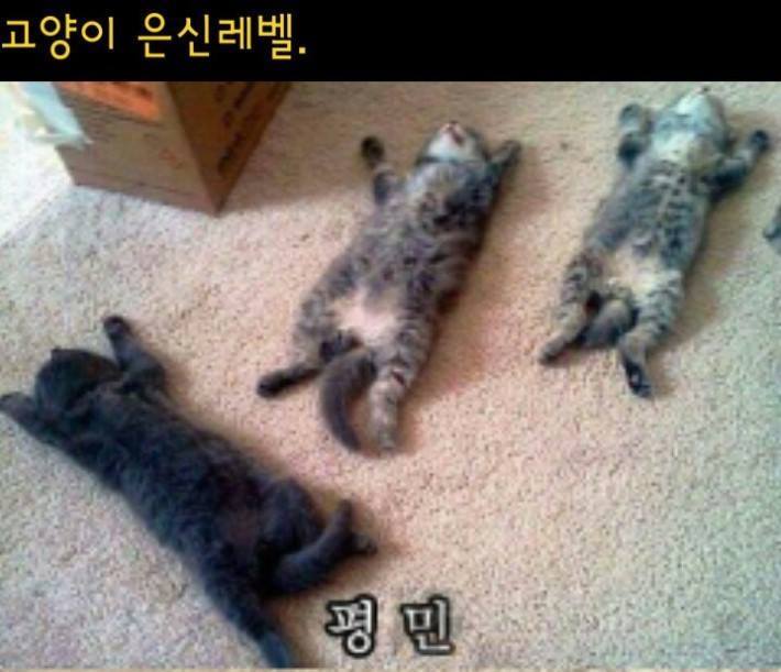 냥이들의 은신 레벨 | 인스티즈