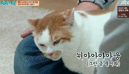 [마리와나] 뚱보냥 호동이 다이어트 시키기 (feat.먼지) | 인스티즈