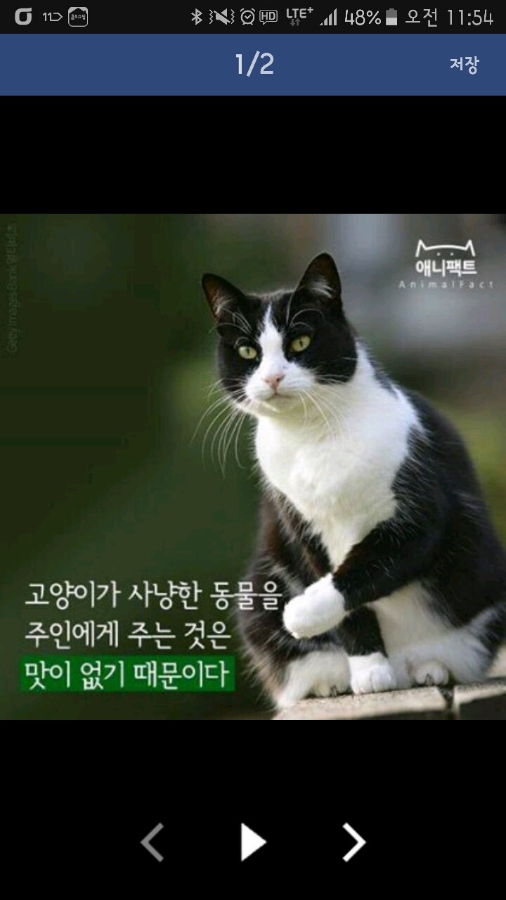고양이 보은의 비밀(faet.팩트폭력).jpg | 인스티즈
