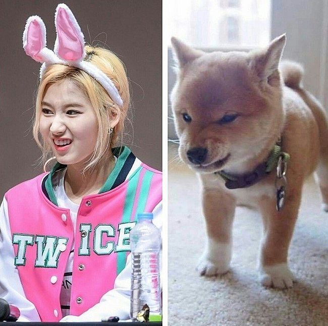 트와이스 시바 | 인스티즈
