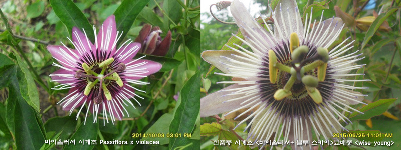 와이즈WISE 이미지