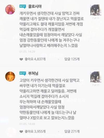 애견인과 애묘인의 차이 | 인스티즈