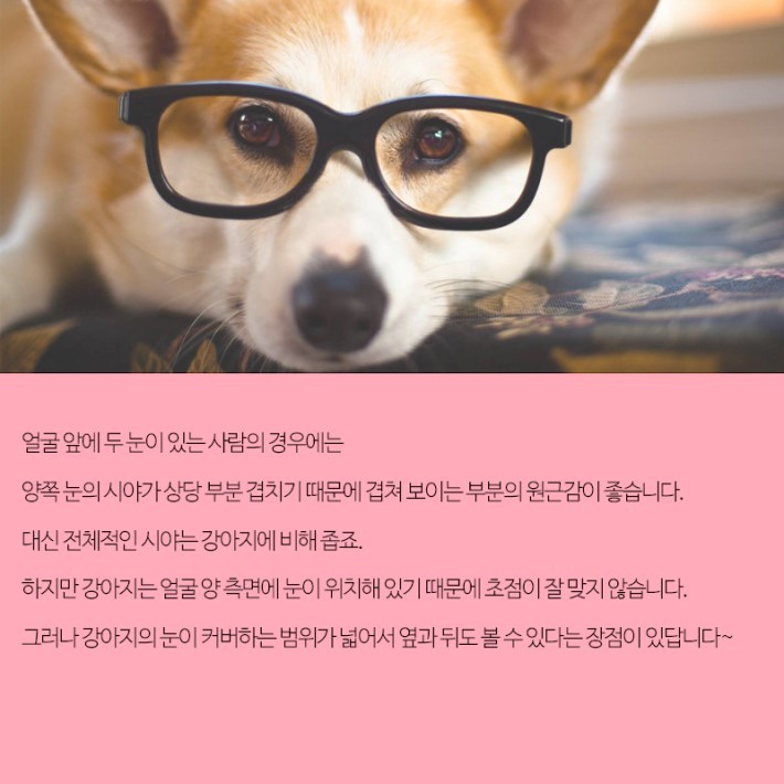 강아지가 보는 세상 | 인스티즈