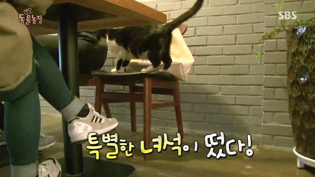 동물농장 [카페에굴러들어온고양이렉토] | 인스티즈