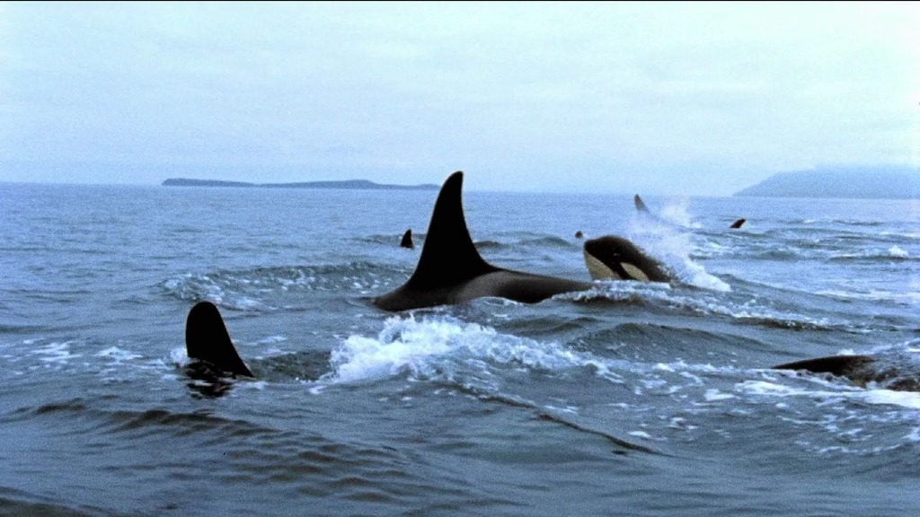 [다큐] blackfish 세계 최대 규모 아쿠아리움 씨월드의 비밀 | 인스티즈