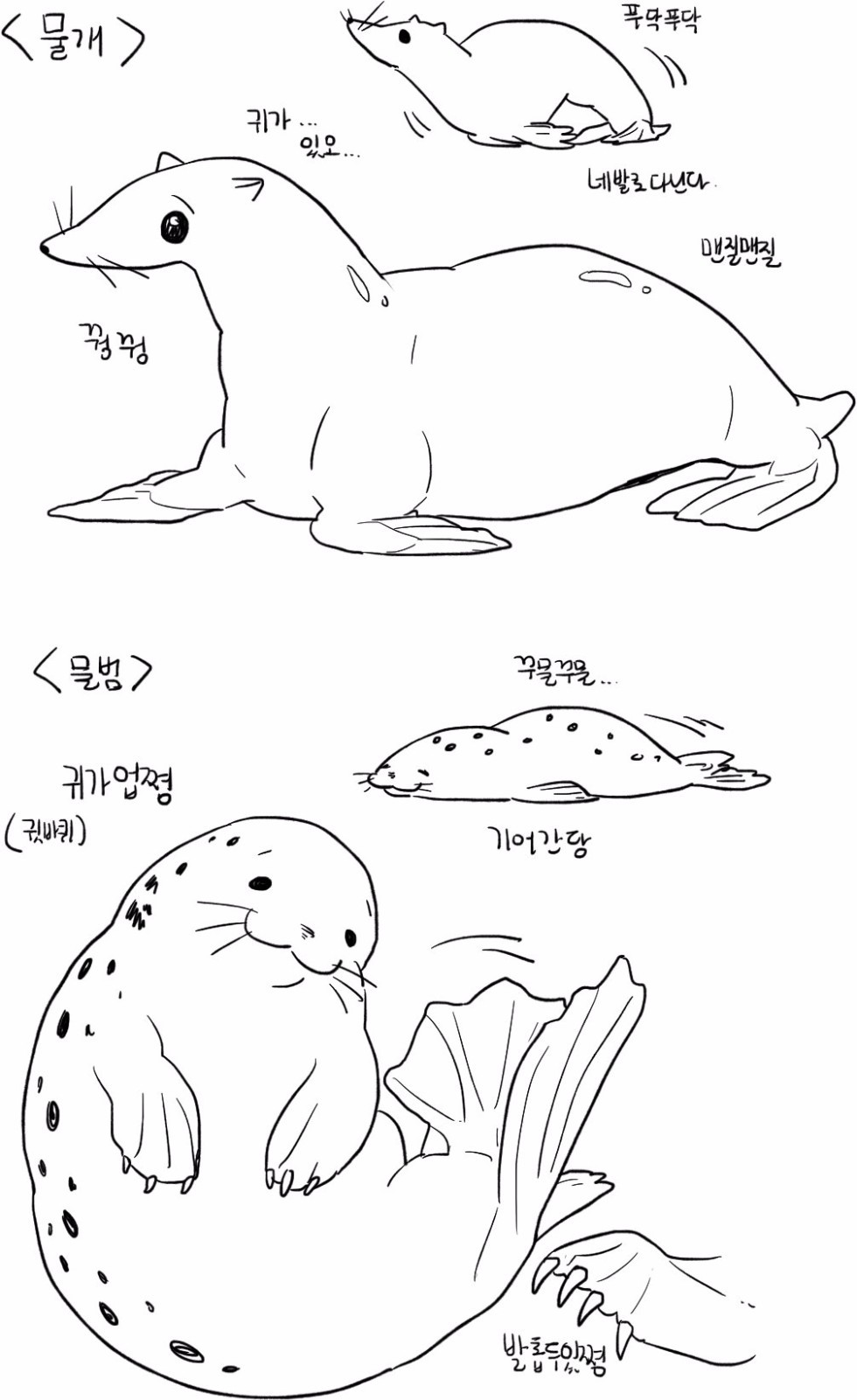 물개와 물범의 차이 | 인스티즈