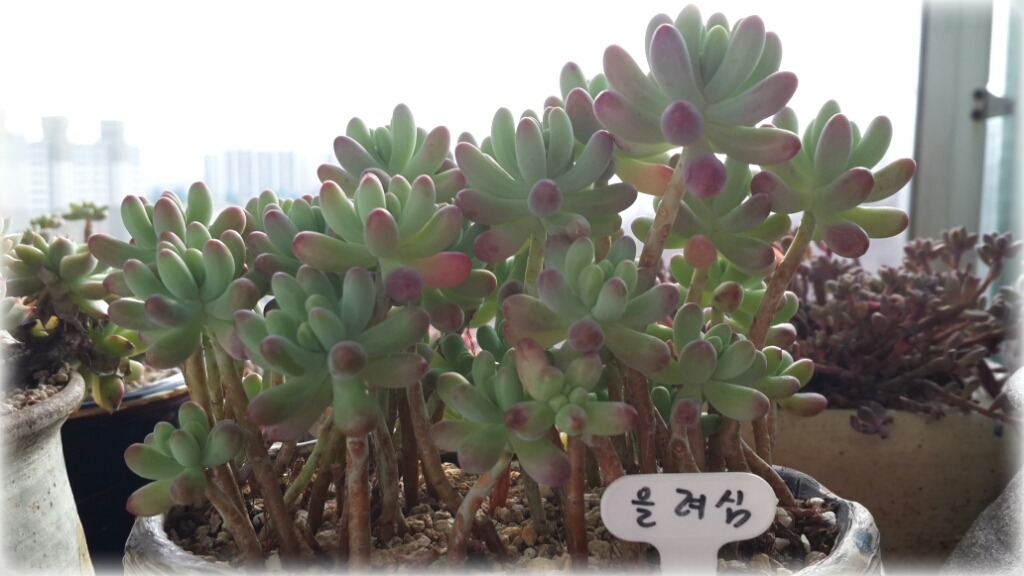 예조은 이미지