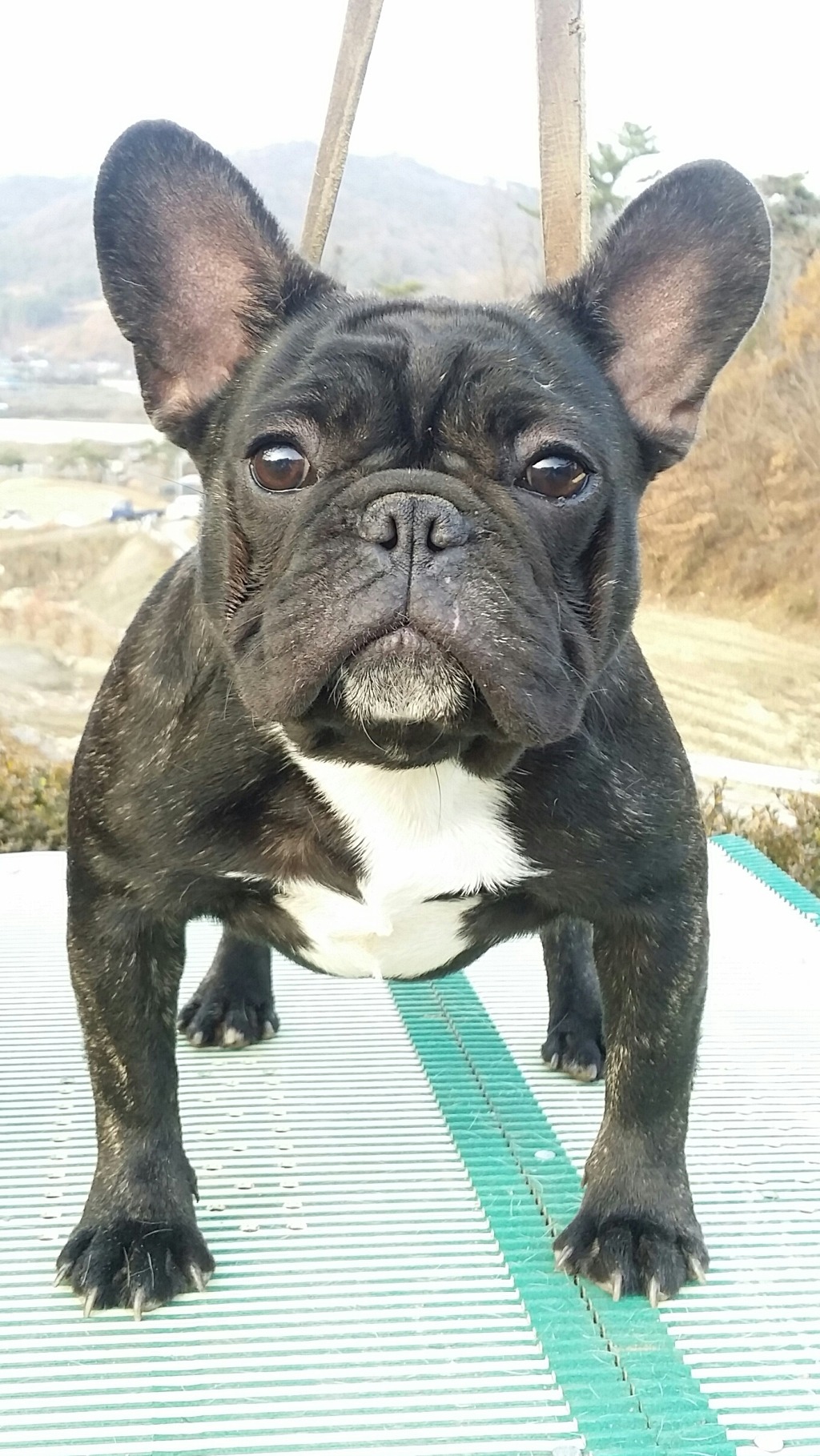 쵸이 이미지
