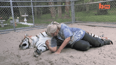 대형고양이 키울때 🐯 | 인스티즈