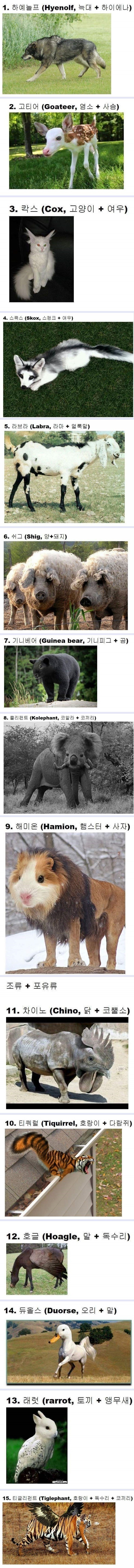 교배에 성공한 신기한 동물들.jpg | 인스티즈