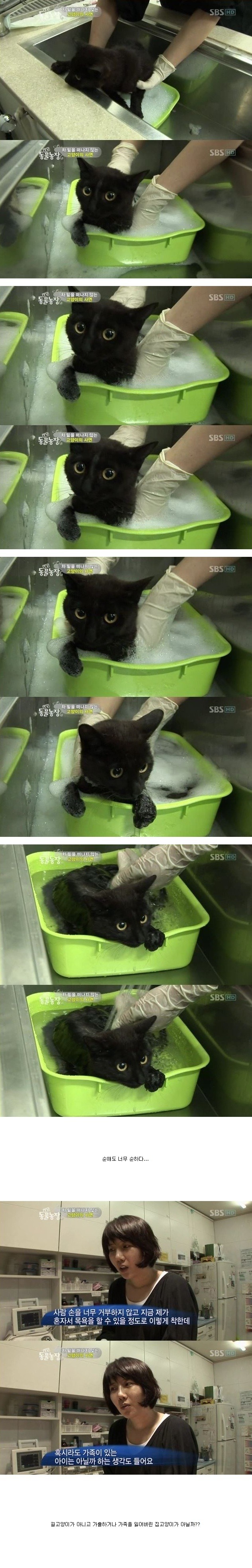 눈물을 흘리는 고양이 | 인스티즈