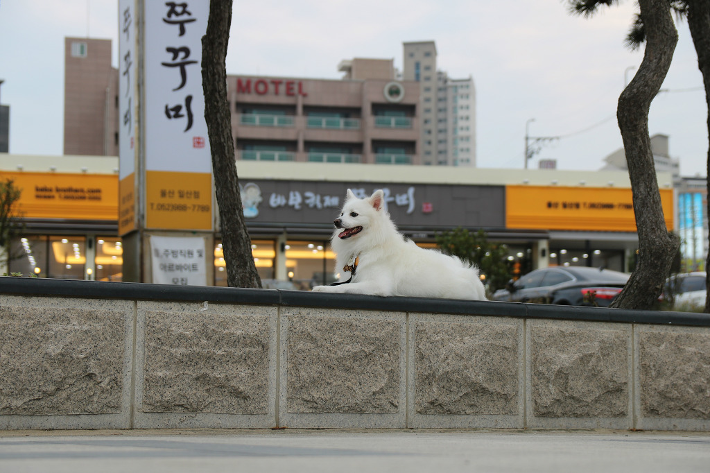 바보형제쭈꾸미 이미지
