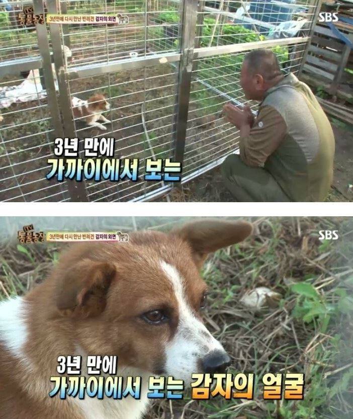 잃어버린 개를 3년만에 찾은 아저씨 | 인스티즈