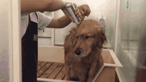 순한 강아지 목욕시키기.gif | 인스티즈