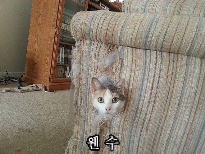 당신의 고양이는? | 인스티즈