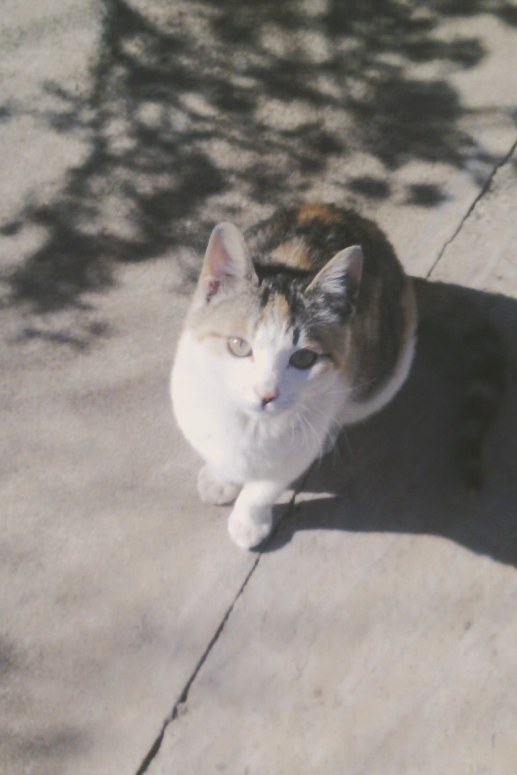 돌본지 5개월째 되어가는 길냥이 | 인스티즈