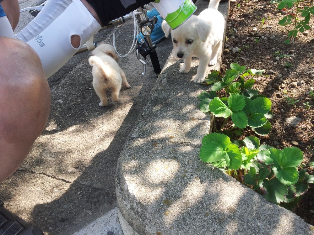 자전거로 여행중 찍은 시골 강아지 .jpg | 인스티즈