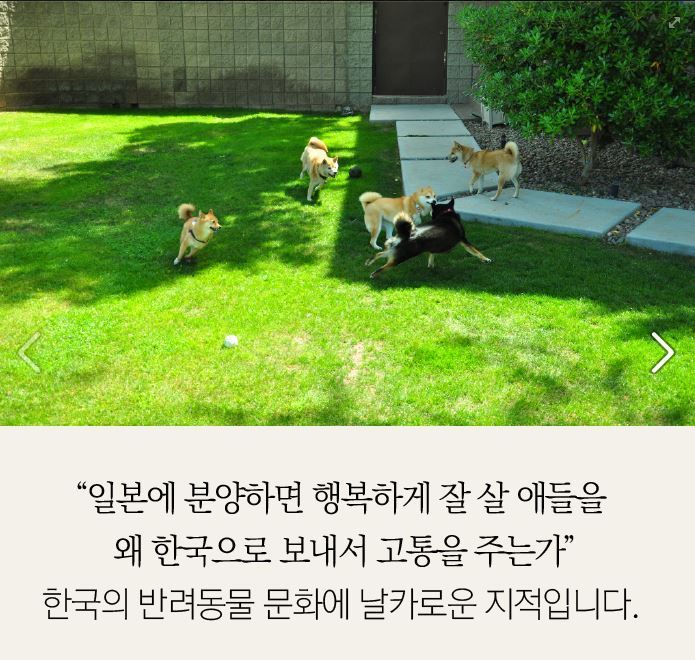 더 이상 한국에 시바견을 분양하지 않으려 합니다.jpg | 인스티즈