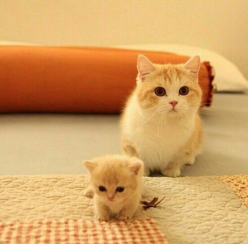 부모 고양이 & 새끼 고양이 | 인스티즈