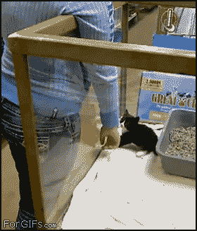 나를 분양해 가라는 새끼고양이.gif | 인스티즈