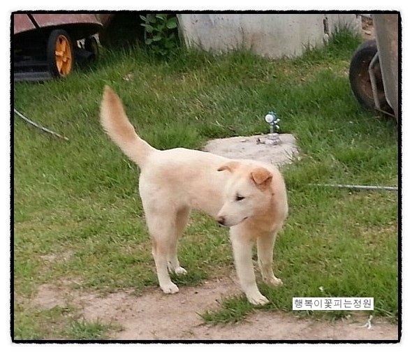 야시 이미지