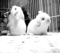 [토끼] 토끼.gif (데이터 주의) | 인스티즈