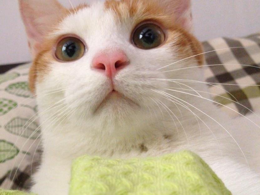 고양이한테 인정받는 방법 | 인스티즈