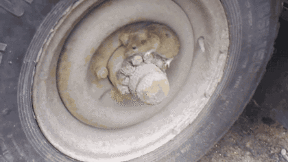 위장술 레전드.gif | 인스티즈