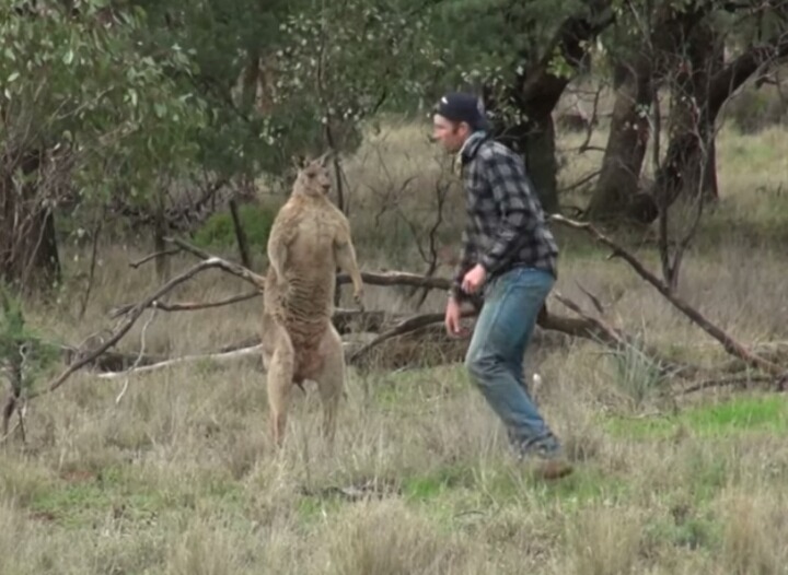 개에게 헤드락 걸고 있는 캥거루와 맨손으로 맞짱 뜬 사육사.gif | 인스티즈