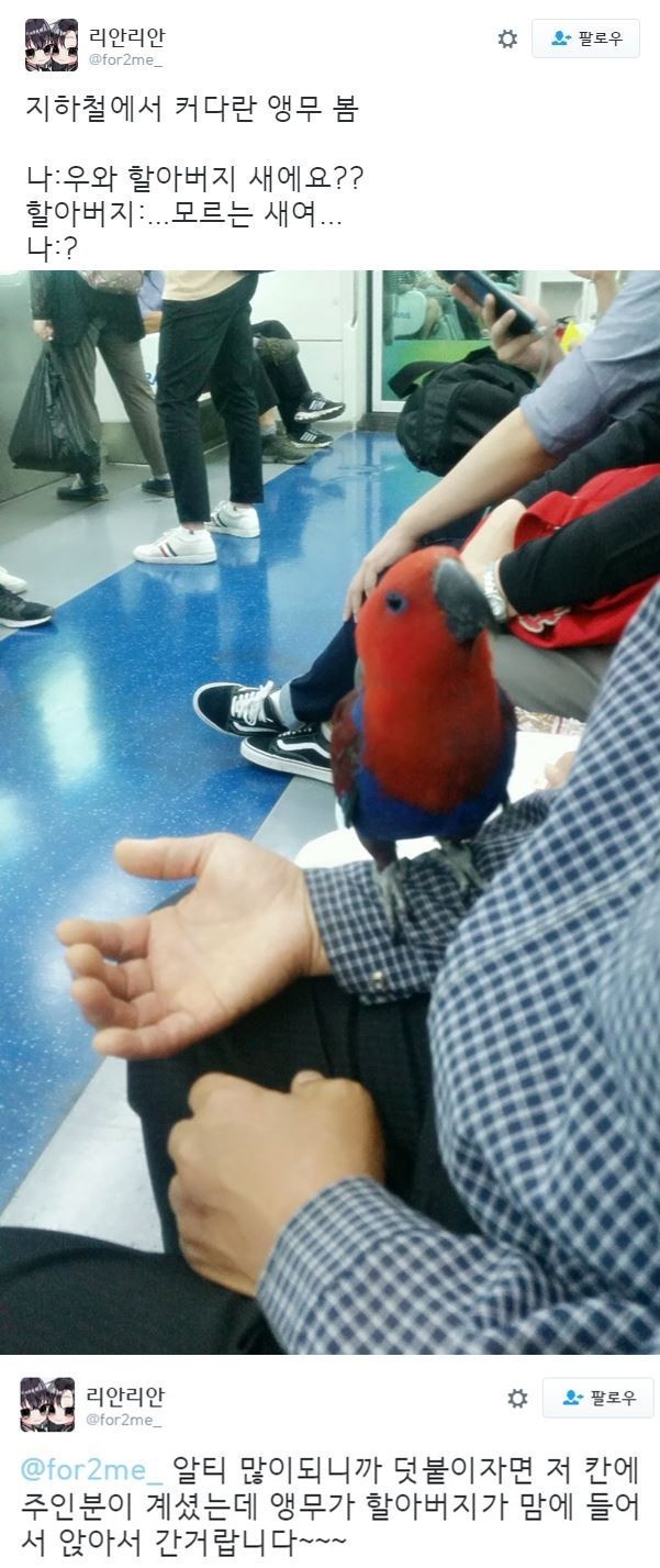 지하철 앵무새 | 인스티즈