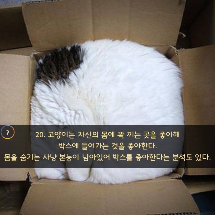 야옹이를 대하는 예의 | 인스티즈