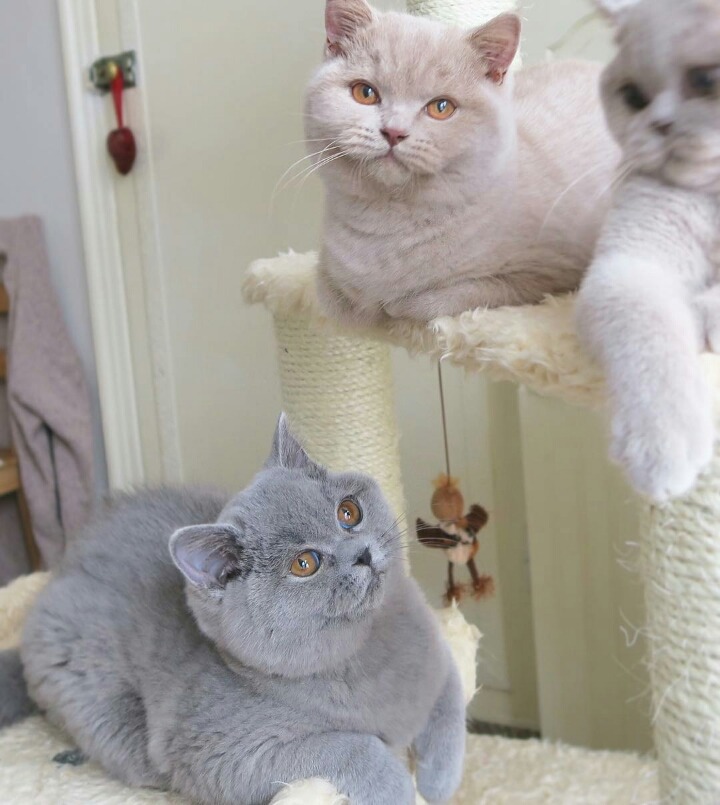 영국 토종고양이 | 인스티즈