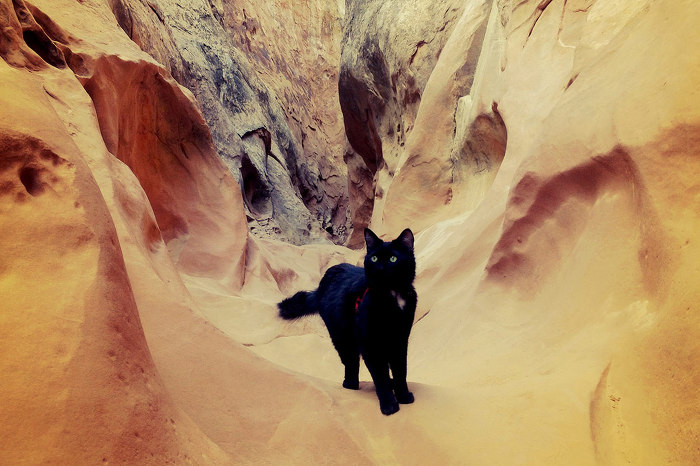 주인과 등산하는 고양이 밀리 | 인스티즈