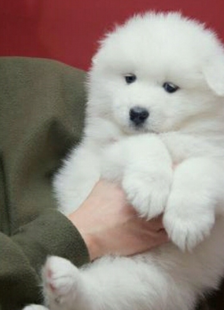 대형견 강아지들의 수많은 짱덕포인트 중 하나.jpg | 인스티즈