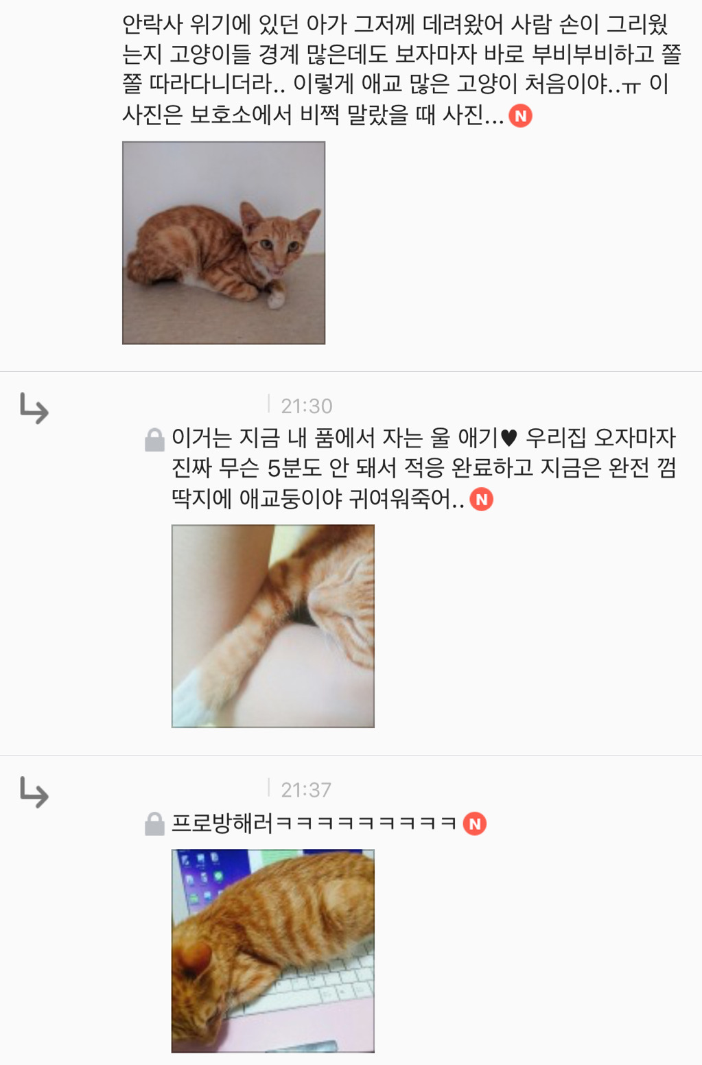 유기견 입양은 좀 꺼려져; 문제가 있어서 버려진 애들 아냐? | 인스티즈