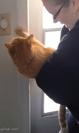고양이 목욕 시킬 때마다 보게 되는 모습 | 인스티즈