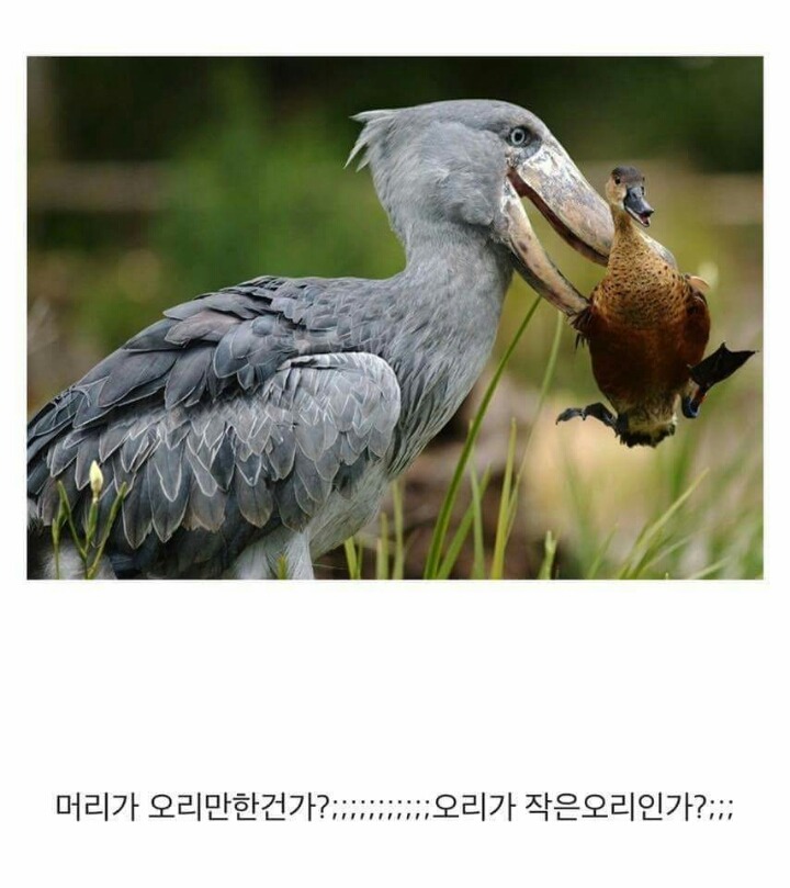 사람도 잡아먹을 수 있을것같은 새 | 인스티즈