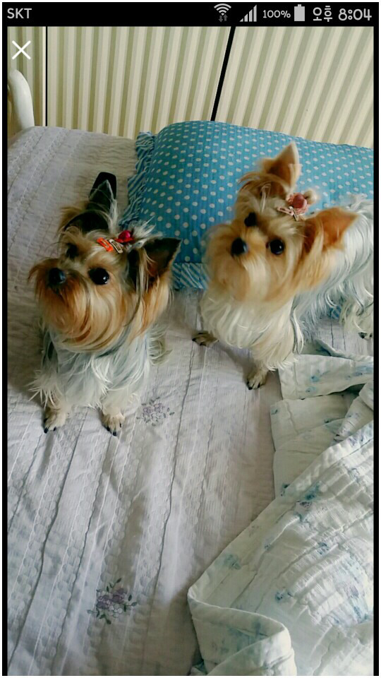 도담이 이미지