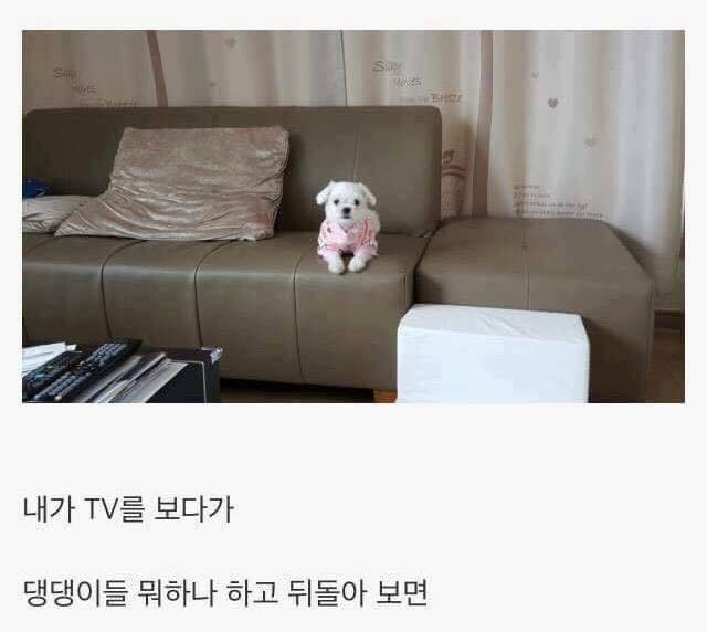 댕댕이 키우면 생기는일 | 인스티즈